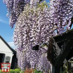 Wisteria Sinensis 'Prolific' -Greenworld Zone wist4