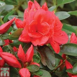 Azalea 'Dwarf Collection' -Greenworld Zone z AZAL T51898 A h