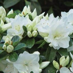 Azalea 'Dwarf Collection' -Greenworld Zone z AZAL T51899 A h