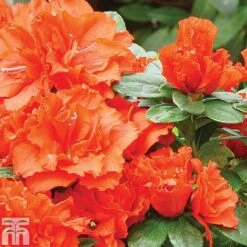 Azalea 'Dwarf Collection' -Greenworld Zone z AZAL T51901 A h