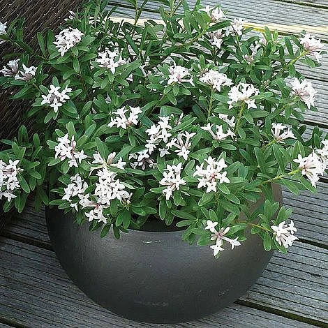 Daphne Fragrance Duo 6 Daphne Fragrance Duo - Image 6