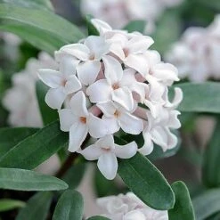 Daphne Fragrance Duo 13 Daphne Fragrance Duo -Greenworld Zone z DAPH P93935 B h31