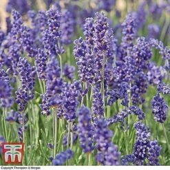 Lavender Collection 8 Lavender Collection -Greenworld Zone z LAVE T44635 B51