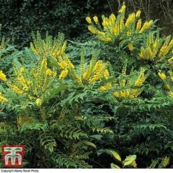 Greenworld Zone -Greenworld Zone z MAHO TKA3250 A1