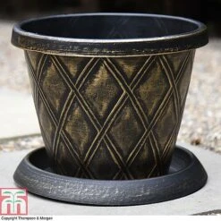 Clematis 'New Love' -Greenworld Zone z PATI T56850P A36