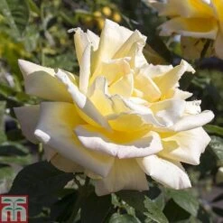 Rose 'Breeder's Choice Collection' (Hybrid Tea Rose) 7 Rose 'Breeder's Choice Collection' (Hybrid Tea Rose) -Greenworld Zone z ROSE T59108 A h