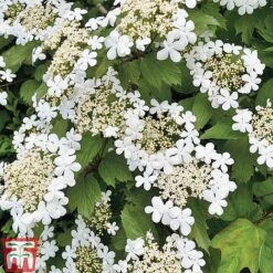Viburnum Duo -Greenworld Zone z VIBR T14749 C