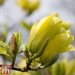 Magnolia X Brooklynensis 'Yellow Bird' -Greenworld Zone z yellow11