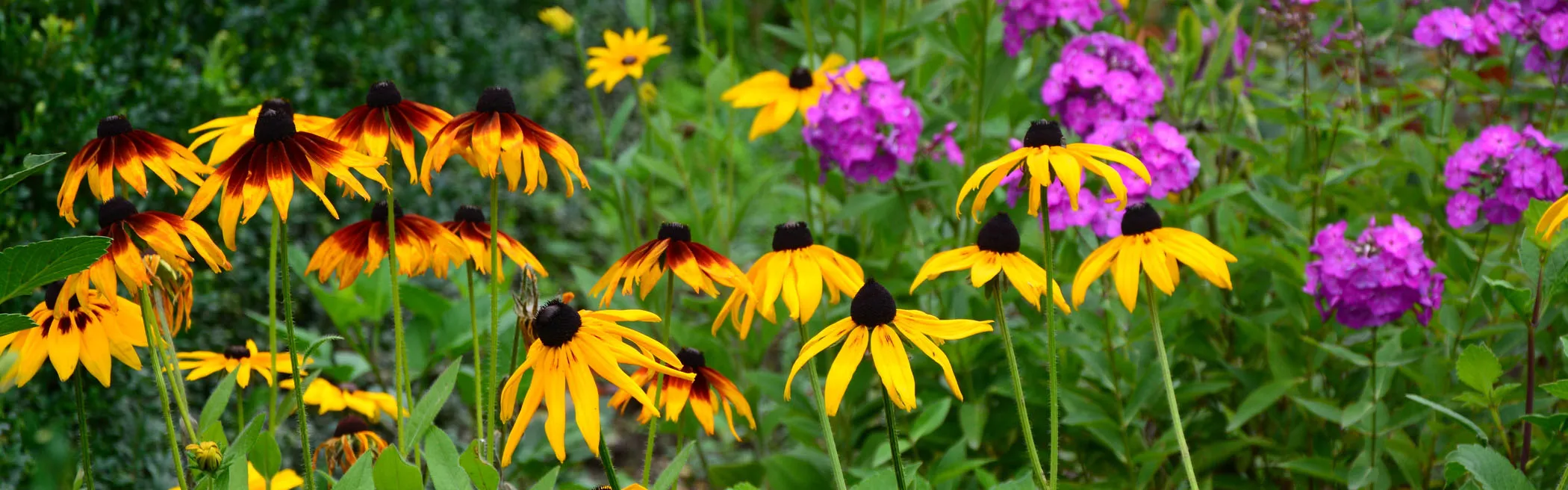 Greenworld Zone -Greenworld Zone BES Phlox banner