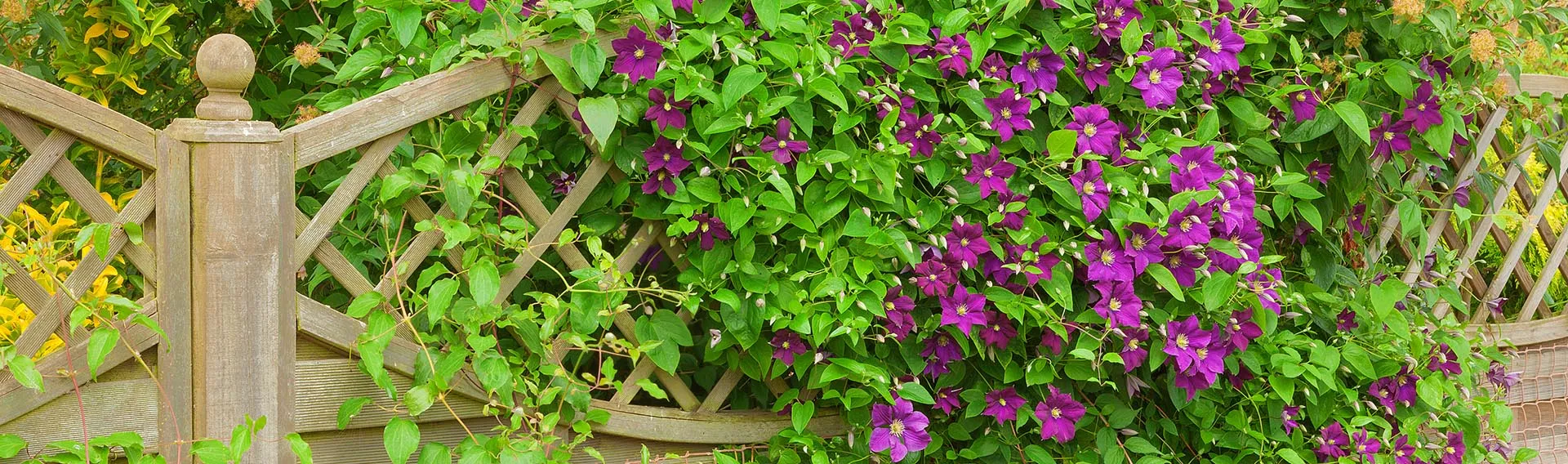 Greenworld Zone -Greenworld Zone ami vines cat banner desktop